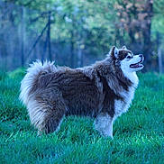 Aliika a rejoint le concours — aidez-le/la à gagner de superbes lots ! dog, canine, alaskan_malamute, fluffy, fur, grass, outdoor, profile_view, side_view, tongue, happy, pet, mammal, nature, field, portrait, animal, ears, tail, muzzle