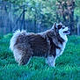 dog, canine, alaskan_malamute, fluffy, fur, grass, outdoor, profile_view, side_view, tongue, happy, pet, mammal, nature, field, portrait, animal, ears, tail, muzzle