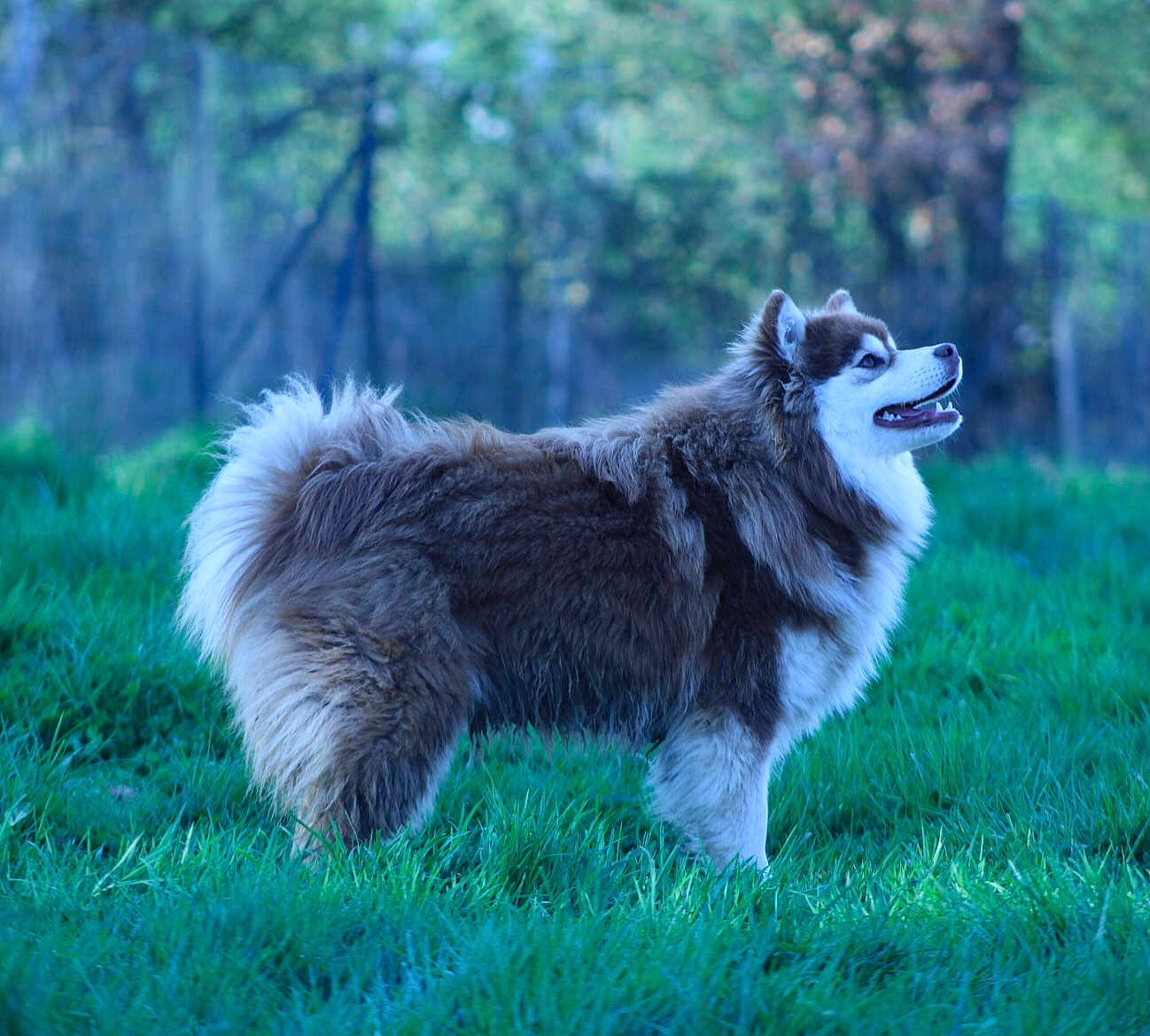 Aliika a rejoint le concours — aidez-le/la à gagner de superbes lots ! dog, canine, alaskan_malamute, fluffy, fur, grass, outdoor, profile_view, side_view, tongue, happy, pet, mammal, nature, field, portrait, animal, ears, tail, muzzle