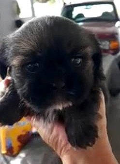 Dollie joined the competition — help win amazing prizes! canidae, car, carnivore, companion_dog, dog, dog_breed, fawn, fur, liver, non_sporting_group, pug, puppy, puppy_love, snout, sporting_group, thumb, toy_dog, vehicle, whiskers, working_animal