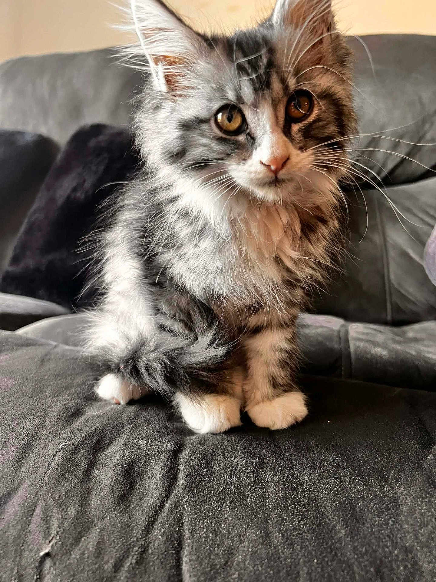 Bloom participe au concours pour gagner de l'argent avec cette photo : cat, kitten, pet, feline, long_hair, tabby, whiskers, white_paws, paws, golden_eyes, fur, sofa, couch, indoor, portrait, close_up, sitting, curious, fluffy, domestic_cat