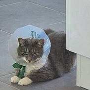 Pinnochio a rejoint le concours — aidez-le/la à gagner de superbes lots ! cat, cone, protective_collar, gray_cat, white_paws, indoor, tile_floor, cabinet, pet, animal, feline, laying_down, looking, domestic_cat, whiskers, ears, eyes, fur, quiet, resting