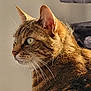 Lilo participe au concours pour gagner de l'argent avec cette photo : cat, tabby_cat, feline, whiskers, ears, fur, close_up, indoor, pet, animal, portrait, looking_away, natural_light, cat_tree, domestic_cat, side_view, brown_fur, green_eyes, soft_texture, cozy