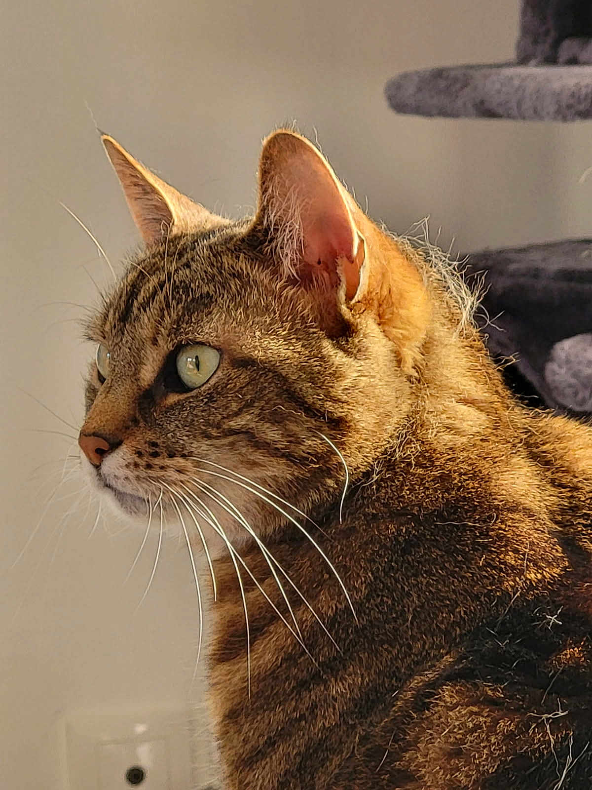 Lilo participe au concours pour gagner de l'argent avec cette photo : cat, tabby_cat, feline, whiskers, ears, fur, close_up, indoor, pet, animal, portrait, looking_away, natural_light, cat_tree, domestic_cat, side_view, brown_fur, green_eyes, soft_texture, cozy
