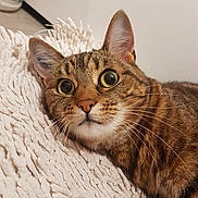 Lilo participe au concours pour gagner de l'argent avec cette photo : cat, tabby, wide_eyes, whiskers, ears, nose, feline, pet, animal, fur, close_up, resting, blanket, texture, indoor, cute, curious, portrait, face, lying_down
