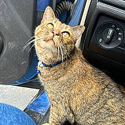 Kimmy is registered to the contest to win money with this photo: cat, tabby_cat, pet, indoor, car, car_interior, door, dashboard, shoe, person_leg, blue_collar, bell, curious, looking_up, feline, whiskers, fur, animal, close_up, casual