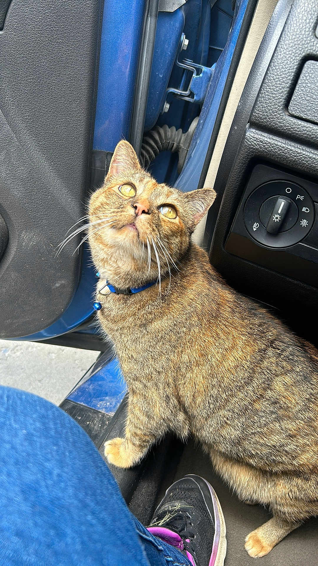 Kimmy is registered to the contest to win money with this photo: cat, tabby_cat, pet, indoor, car, car_interior, door, dashboard, shoe, person_leg, blue_collar, bell, curious, looking_up, feline, whiskers, fur, animal, close_up, casual