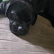 Pugsley is registered to the contest to win money with this photo: animal, black_dog, blanket, canine, closeup, companion, couch, cozy, dog, domestic_animal, fur, green_harness, home, indoor, laying_down, pet, portrait, relaxing, resting, sleepy