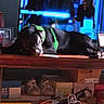 Pugsley is registered to the contest to win money with this photo: black_dog, boxes, cozy, dog, electronics, floor, green_harness, indoor, people, relaxed, resting, room, screen, shadow, shoes, silhouettes, sleeping, sunlight, television, wooden_table
