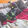 Pugsley is registered to the contest to win money with this photo: animal, black_dog, blanket, comfort, cozy, dog, dog_bed, gray_bed, green_harness, household, indoor, lying_down, pet, playful, plush_toys, red_blanket, relaxed, resting, toys, wooden_floor