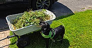 Pugsley is registered to the contest to win money with this photo: animal, black_dog, car, daytime, dog, garden_cart, grass, green_harness, lawn, leash, nature, outdoor, pavement, pet, plants, shadows, sunlight, tire, weeds, yard