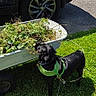 animal, black_dog, car, daytime, dog, garden_cart, grass, green_harness, lawn, leash, nature, outdoor, pavement, pet, plants, shadows, sunlight, tire, weeds, yard