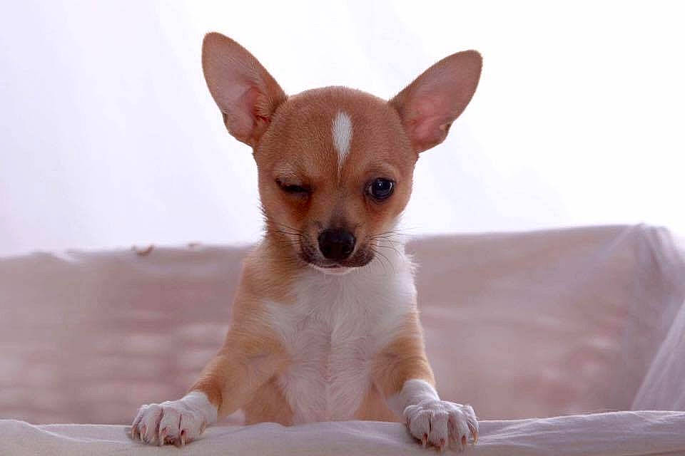 Ninioh a rejoint le concours — aidez-le/la à gagner de superbes lots ! ancient_dog_breeds, canidae, carnivore, chihuahua, comfort, companion_dog, corgi_chihuahua, dog, dog_breed, ear, fawn, fur, paw, snout, terrestrial_animal, toy_dog, whiskers, working_animal