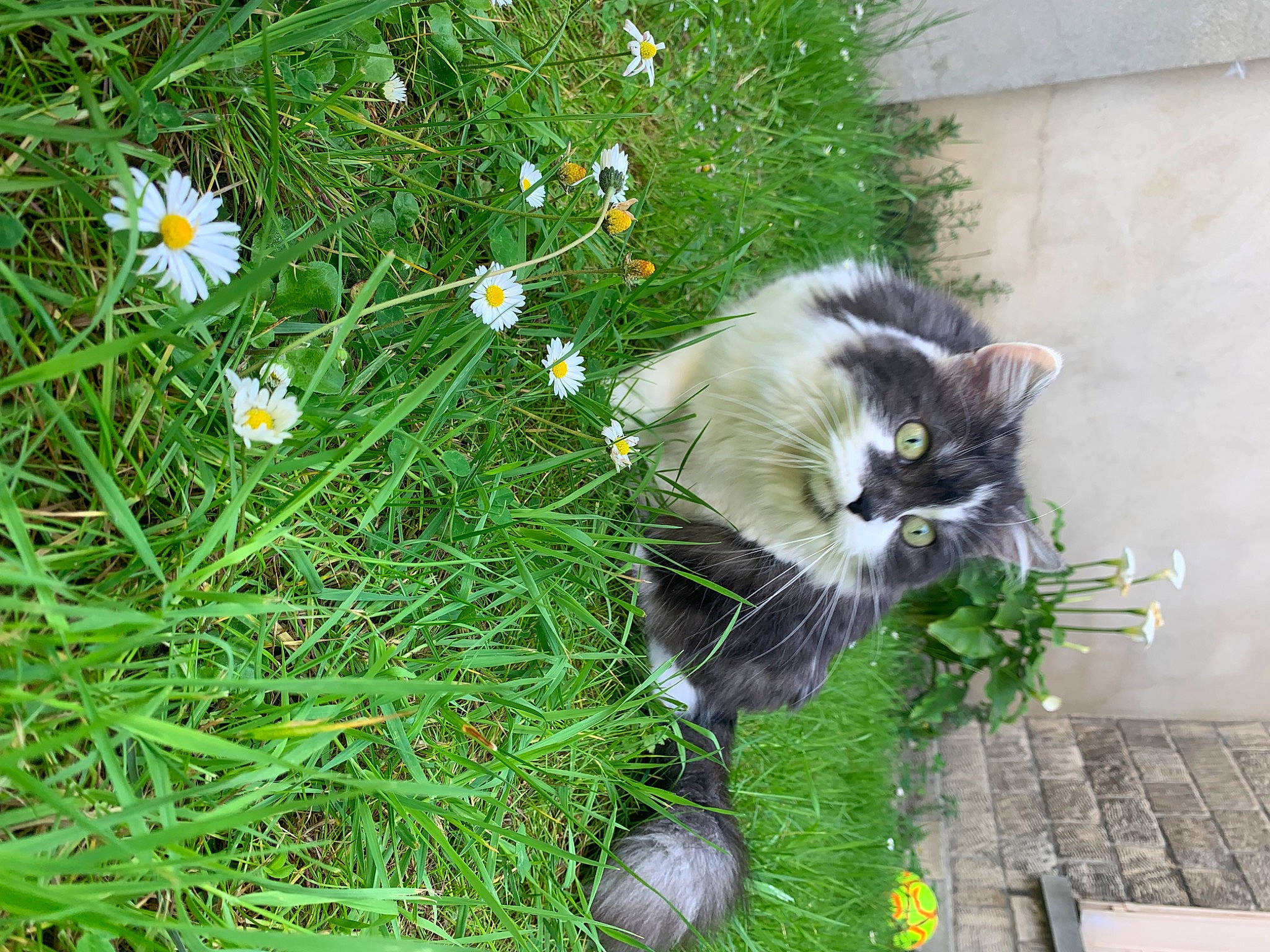 Mimine participe au concours pour gagner de l'argent avec cette photo : annual_plant, carnivore, cat, domestic_short_haired_cat, felidae, flooring, flower, flowering_plant, fur, grass, groundcover, herb, herbaceous_plant, petal, plant, shrub, small_to_medium_sized_cats, snout, tail, whiskers
