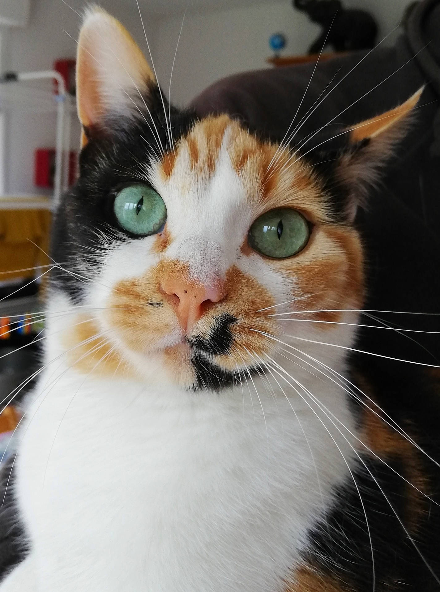 Poupi participe au concours pour gagner de l'argent avec cette photo : carnivore, cat, curious, fawn, felidae, fur, iris, liver, small_to_medium_sized_cats, snout, terrestrial_animal, vertebrate, whiskers