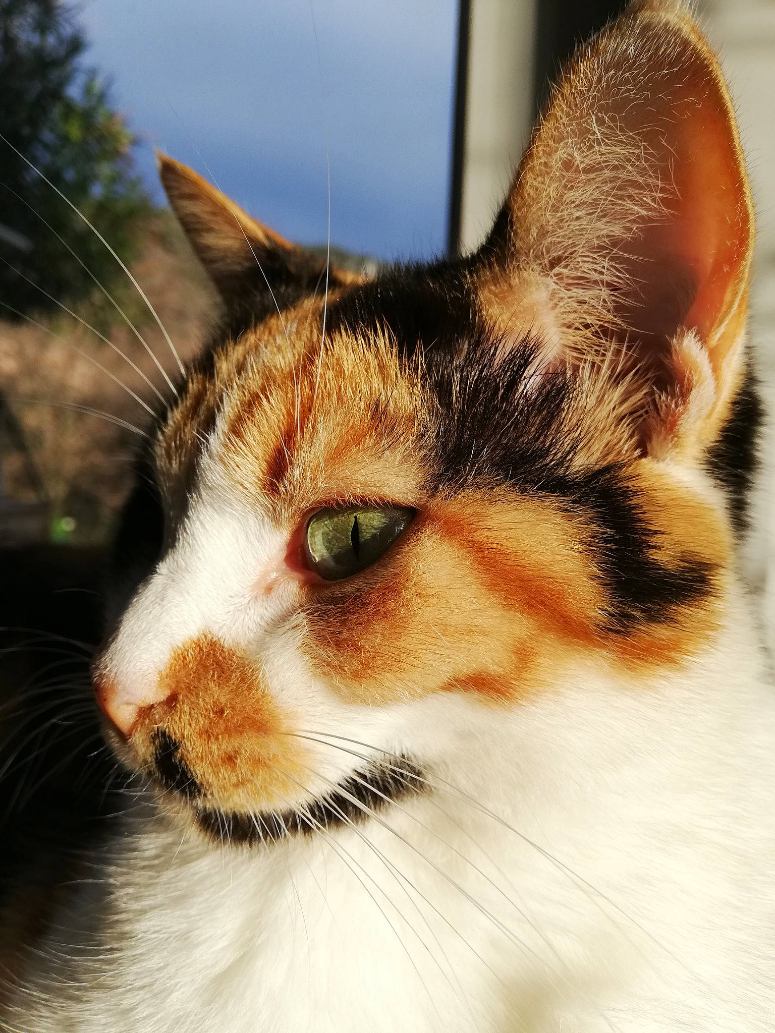 Poupi a rejoint le concours — aidez-le/la à gagner de superbes lots ! carnivore, cat, domestic_short_haired_cat, fawn, felidae, fur, small_to_medium_sized_cats, snout, vertebrate, whiskers