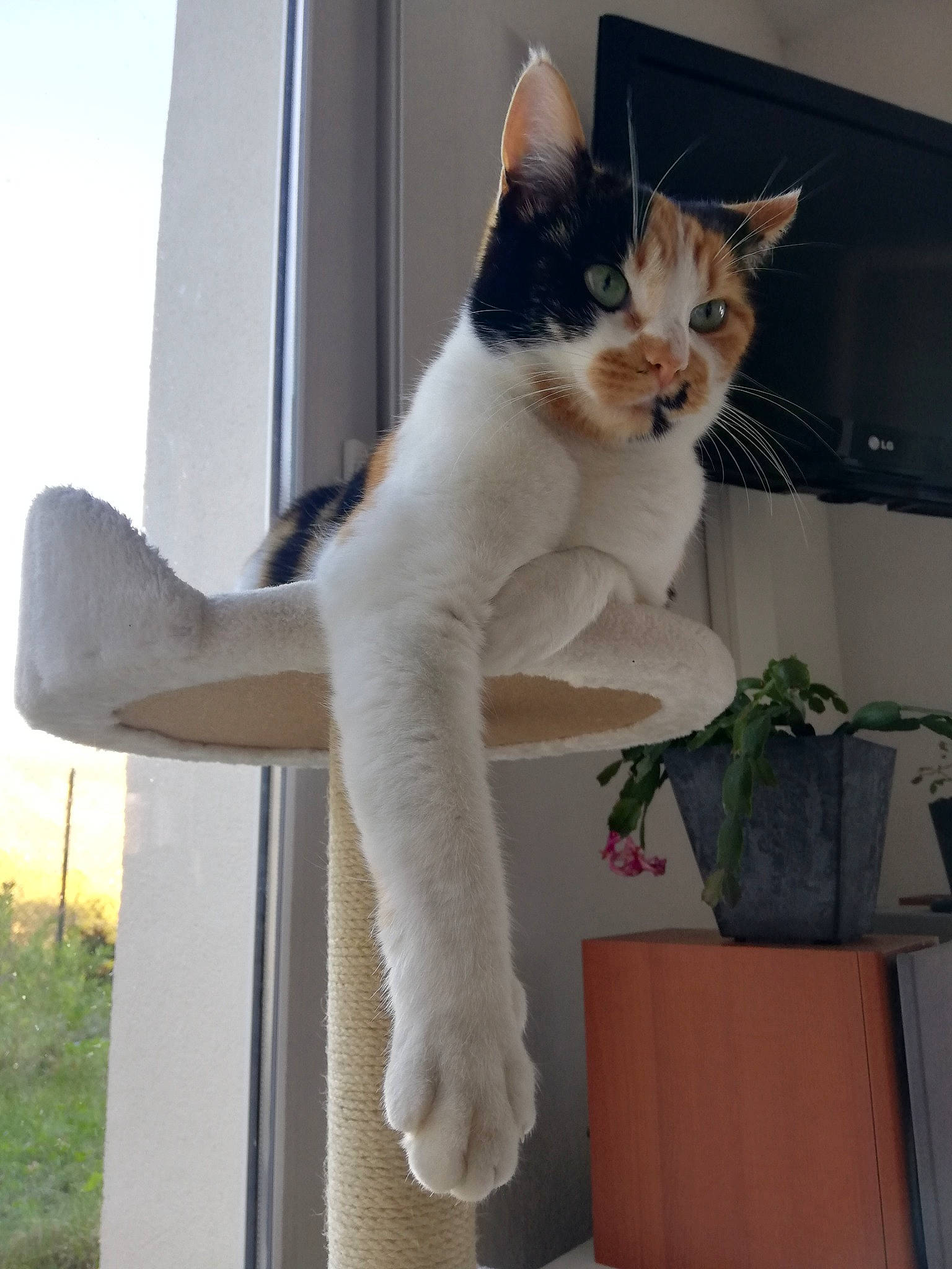 Poupi participe au concours pour gagner de l'argent avec cette photo : carnivore, cat, cat_furniture, cat_supply, domestic_short_haired_cat, felidae, flowerpot, fur, houseplant, pet_supply, small_to_medium_sized_cats, tail, vertebrate, whiskers