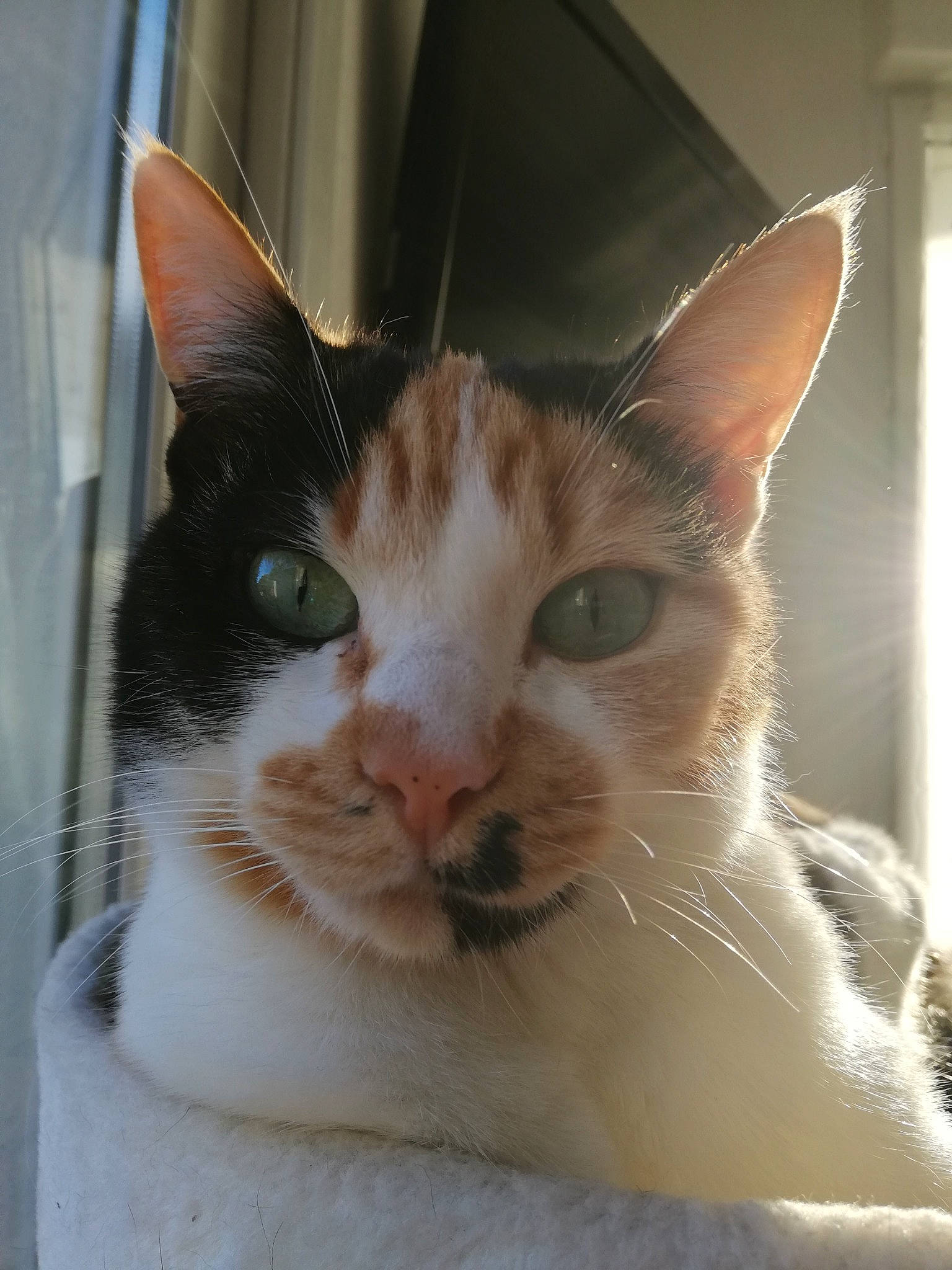 Poupi a rejoint le concours — aidez-le/la à gagner de superbes lots ! carnivore, cat, fawn, felidae, fur, small_to_medium_sized_cats, snout, transparent_material, vertebrate, whiskers