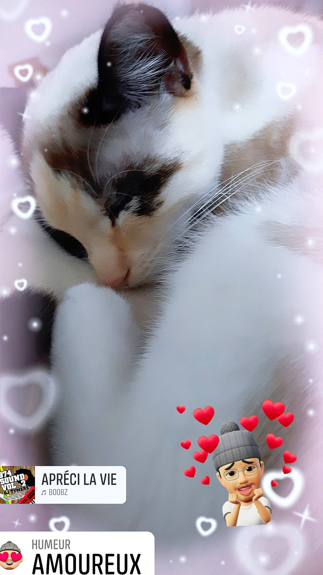 Bella participe au concours pour gagner de l'argent avec cette photo : carmine, cat, claw, domestic_short_haired_cat, fawn, felidae, fictional_character, font, fur, gesture, happy, mammal, organism, paw, photo_caption, small_to_medium_sized_cats, tail, toy, whiskers, white