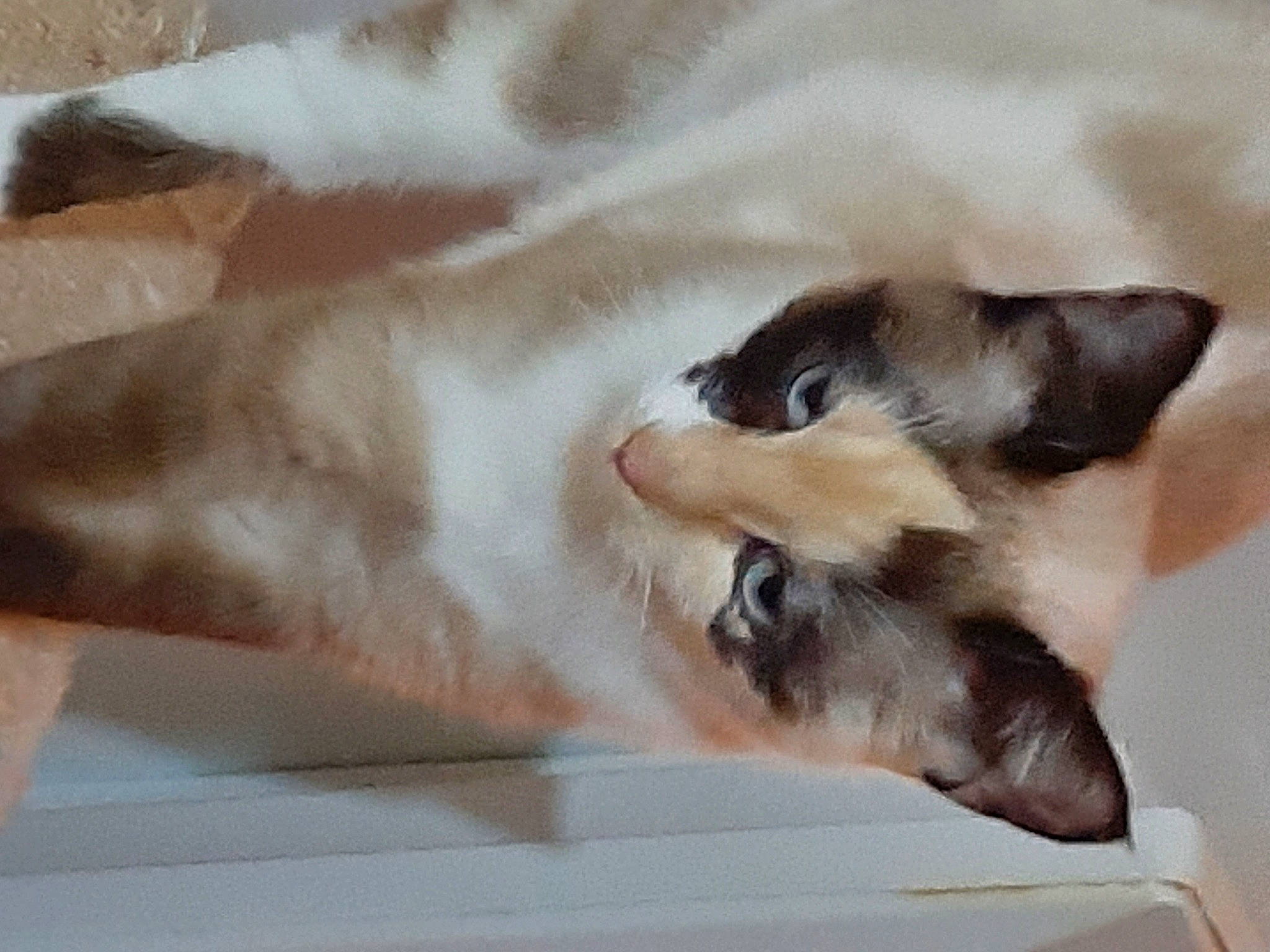 Bella a rejoint le concours — aidez-le/la à gagner de superbes lots ! balinese, carnivore, cat, claw, comfort, domestic_short_haired_cat, fang, fawn, felidae, foot, fur, gesture, nap, paw, small_to_medium_sized_cats, snout, tail, thai, whiskers, window