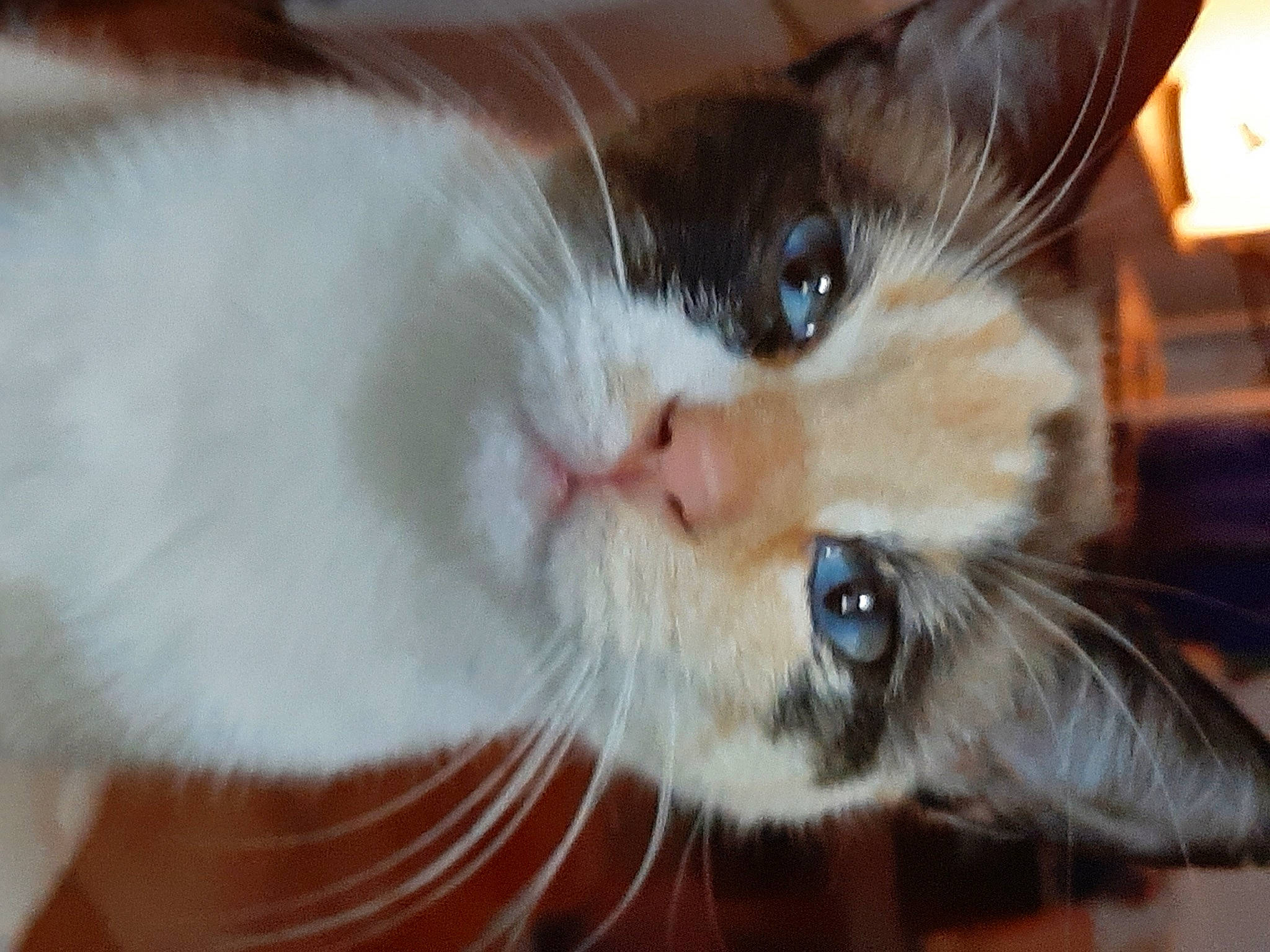 Bella participe au concours pour gagner de l'argent avec cette photo : carnivore, cat, claw, domestic_short_haired_cat, ear, felidae, fur, paw, small_to_medium_sized_cats, snout, tail, whiskers