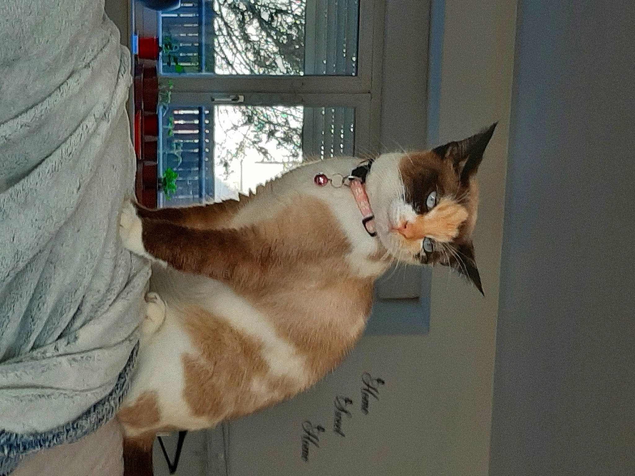 Bella a rejoint le concours — aidez-le/la à gagner de superbes lots ! canidae, carnivore, cat, claw, collar, domestic_short_haired_cat, fawn, felidae, fur, paw, small_to_medium_sized_cats, snout, tail, thai, whiskers, window, wood