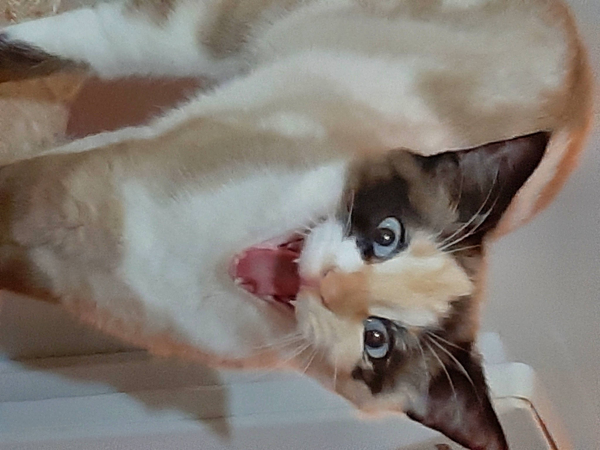 Bella participe au concours pour gagner de l'argent avec cette photo : balinese, carnivore, cat, claw, domestic_short_haired_cat, ear, eyelash, fawn, felidae, fur, paw, small_to_medium_sized_cats, snout, tail, thai, whiskers