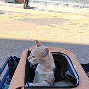Pimouss a rejoint le concours — aidez-le/la à gagner de superbes lots ! cat, pet_carrier, outdoor, promenade, sea, ocean, people, walking, trash_bin, sunny, daytime, pavement, animal, leisure, travel, vacation, beach, water, sky, pet