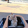 cat, pet_carrier, outdoor, promenade, sea, ocean, people, walking, trash_bin, sunny, daytime, pavement, animal, leisure, travel, vacation, beach, water, sky, pet