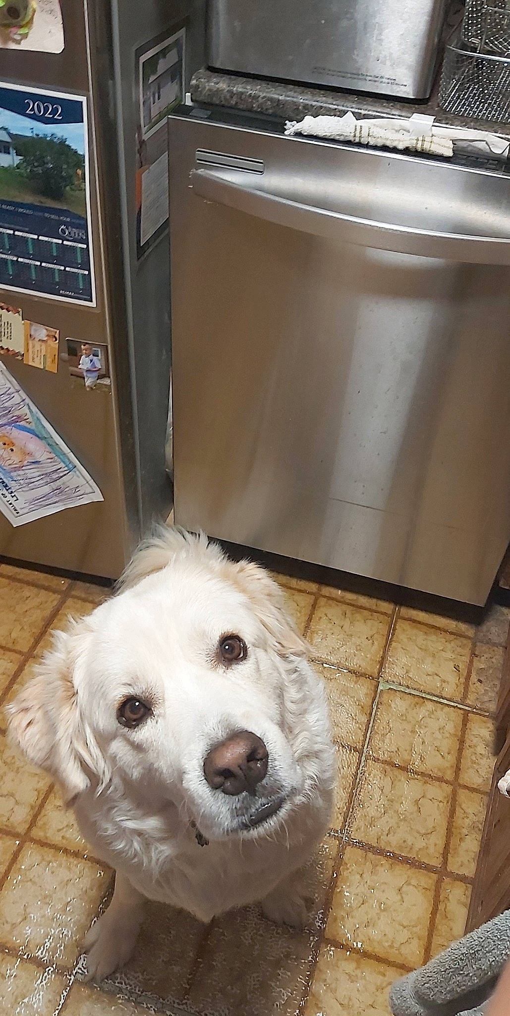 Diamond joined the competition — help win amazing prizes! canidae, carnivore, companion_dog, dog, dog_breed, dog_supply, flooring, fur, gas, home_appliance, kitchen_appliance, machine, major_appliance, pet_supply, refrigerator, retriever, room, sporting_group, whiskers, working_animal