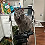 cat, gray_cat, ladder, kitchen, countertop, greenery, holiday_decor, floor, cabinet, box, corn_squares, step_ladder, wood_floor, pet, domestic_animal, indoor, fur, whiskers, curious, animal