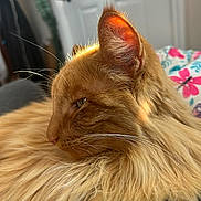 Leo joined the competition — help win amazing prizes! cat, orange_cat, fluffy_fur, close_up, indoor, relaxed, pet, whiskers, ear, sleepy, feline, soft_texture, cozy, domestic_animal, animal_portrait, home, resting, cute, comfort, warm_light