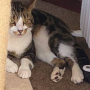 Rocky joined the competition — help win amazing prizes! cat, tabby_cat, white_cat, pet, indoor, carpet, scratching_post, relaxed, feline, animal, paw, fur, whiskers, ears, claws, domestic_cat, resting, looking, side_view, home