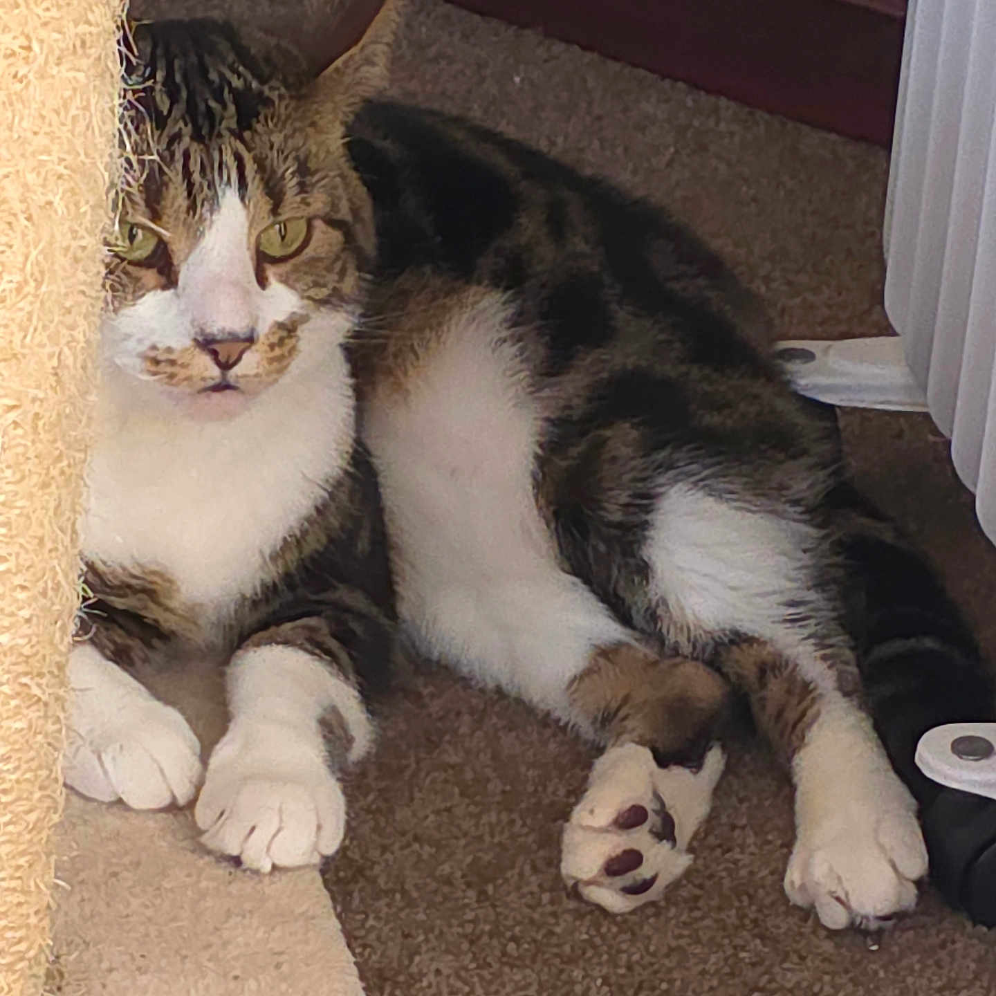 Rocky joined the competition — help win amazing prizes! animal, carpet, cat, claws, domestic_cat, ears, feline, fur, home, indoor, looking, paw, pet, relaxed, resting, scratching_post, side_view, tabby_cat, whiskers, white_cat