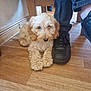 puppy, dog, indoor, floor, wooden_floor, shoe, black_shoe, person, legs, fur, cute, pet, animal, relaxing, cozy, young_dog, light_brown, cream_color, small_dog, companion