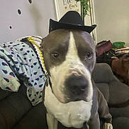 Django joined the competition — help win amazing prizes! dog, cowboy_hat, indoor, couch, blanket, pet, brown, white, animal, furniture, decor, plant, wall_art, collar, seated, closeup, portrait, living_room, cute, costume