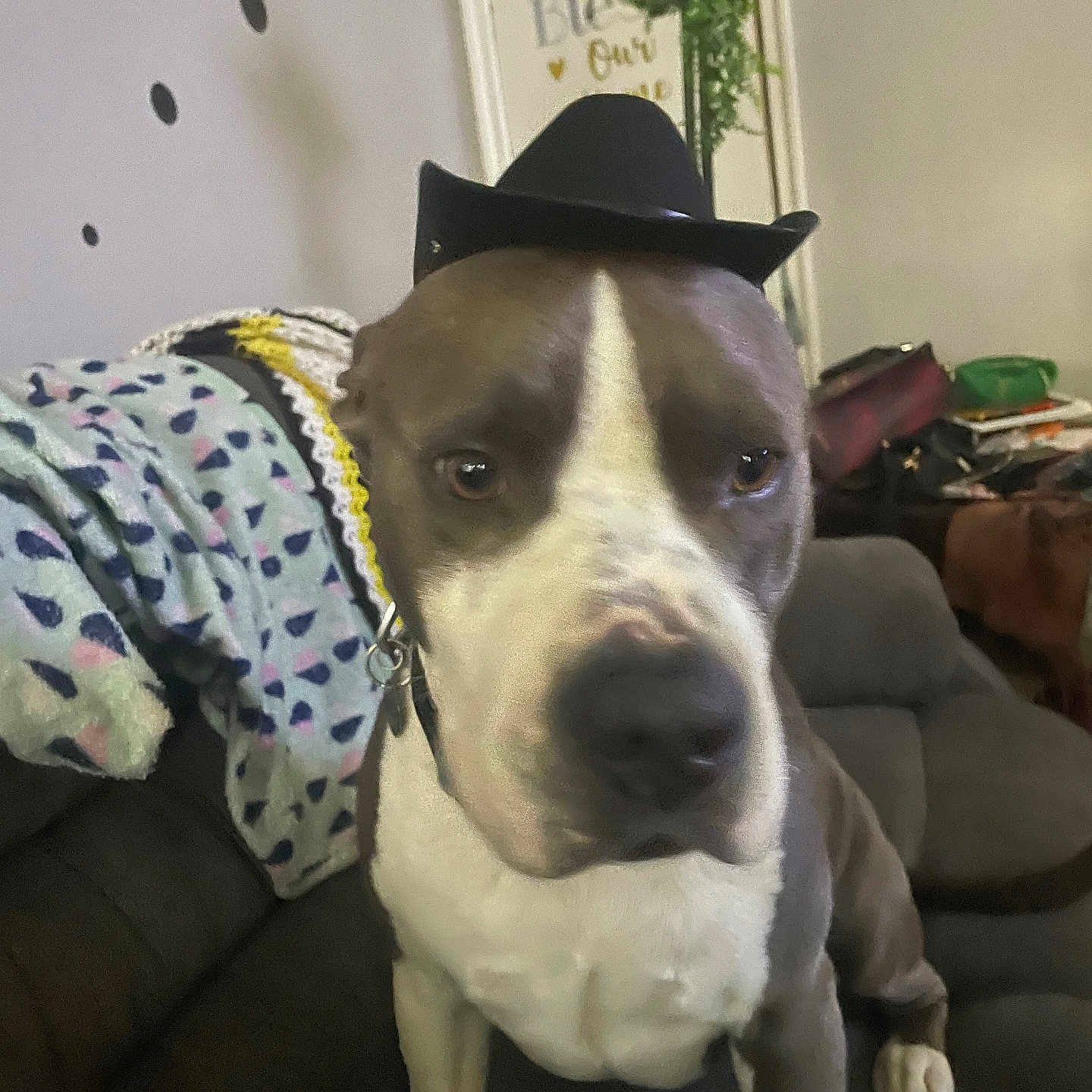Django joined the competition — help win amazing prizes! dog, cowboy_hat, indoor, couch, blanket, pet, brown, white, animal, furniture, decor, plant, wall_art, collar, seated, closeup, portrait, living_room, cute, costume