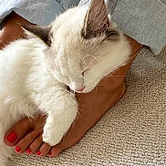 Armony a rejoint le concours — aidez-le/la à gagner de superbes lots ! cat, sleeping, foot, red_nail_polish, denim_jeans, carpet, close_up, cozy, white_fur, gray_fur, paw, human, relaxation, indoors, pet, rest, feline, casual, comfort, napping