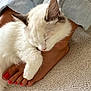 cat, sleeping, foot, red_nail_polish, denim_jeans, carpet, close_up, cozy, white_fur, gray_fur, paw, human, relaxation, indoors, pet, rest, feline, casual, comfort, napping