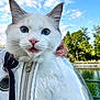 Armony a rejoint le concours — aidez-le/la à gagner de superbes lots ! cat, blue_eyes, white_fur, bubble_backpack, outdoor, sky, clouds, trees, hand, zipper, curious, pet, animal, nature, daylight, close_up, portrait, feline, pink_nose, whiskers