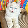 cat, blue_eyes, fluffy, white_fur, pet, animal, cute, relaxed, indoor, colorful_background, close_up, portrait, whiskers, ears, paws, feline, mammal, domestic_cat, soft_fur, resting