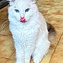 cat, white_cat, blue_eyes, fluffy, licking, tongue_out, domestic_cat, pet, sitting, floor, tile_floor, indoor, whiskers, feline, cute, animal, fur, ears, tail, close_up