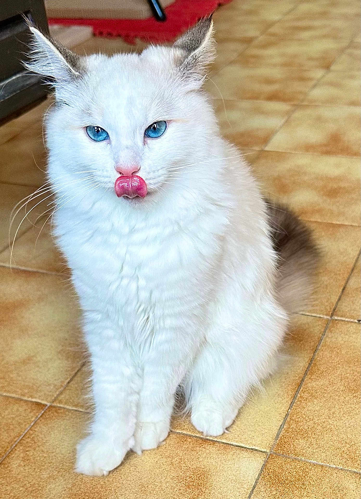 Armony participe au concours pour gagner de l'argent avec cette photo : cat, white_cat, blue_eyes, fluffy, licking, tongue_out, domestic_cat, pet, sitting, floor, tile_floor, indoor, whiskers, feline, cute, animal, fur, ears, tail, close_up