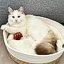 Armony a rejoint le concours — aidez-le/la à gagner de superbes lots ! cat, blue_eyes, white_fur, fluffy, basket, cat_bed, toy, red_toy, gold_toy, indoor, cozy, pet, feline, relaxed, resting, cute, domestic_cat, soft_texture, couch, neutral_background
