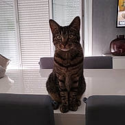 Romi a rejoint le concours — aidez-le/la à gagner de superbes lots ! cat, tabby, indoor, table, chair, window, blinds, furniture, pet, curious, domestic_animal, reflection, living_room, modern, seated, animal, whiskers, ears, eyes, home