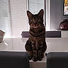 cat, tabby, indoor, table, chair, window, blinds, furniture, pet, curious, domestic_animal, reflection, living_room, modern, seated, animal, whiskers, ears, eyes, home