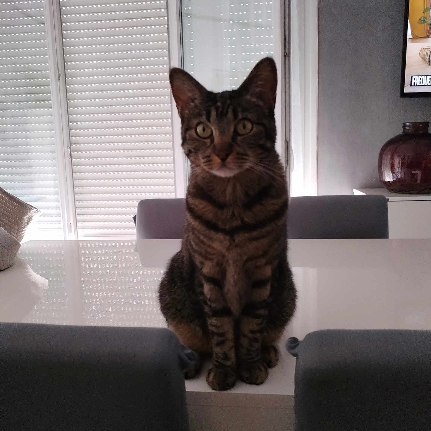 Romi a rejoint le concours — aidez-le/la à gagner de superbes lots ! cat, tabby, indoor, table, chair, window, blinds, furniture, pet, curious, domestic_animal, reflection, living_room, modern, seated, animal, whiskers, ears, eyes, home