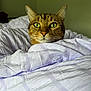 cat, tabby_cat, pet, bed, blanket, indoor, feline, whiskers, ears, fur, cozy, curious, green_eyes, striped_blanket, resting, animal, cute, domestic_animal, comfort, closeup