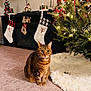 Tiger Taco is registered to the contest to win money with this photo: cat, tabby, christmas_tree, stockings, fireplace, carpet, holiday, decorations, lights, indoor, cozy, festive, fur, pet, animal, tree_skirt, ornaments, home, warm, seasonal