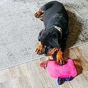 Baby is registered to the contest to win money with this photo: puppy, rottweiler, dog, toy, plush_toy, carpet, floor, indoor, pet, animal, playing, chewing, collar, brown_paws, black_coat, wooden_floor, light, cute, young_dog, pet_toy